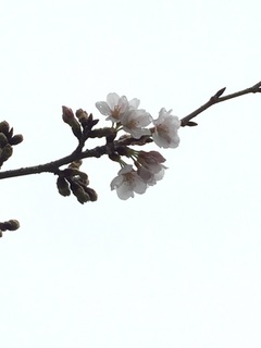桜2016.jpg