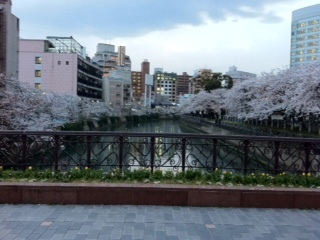 桜８.jpg